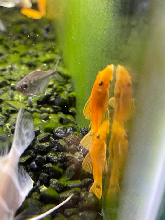 Super Red Bristle nose/ Bushy Nose Pleco