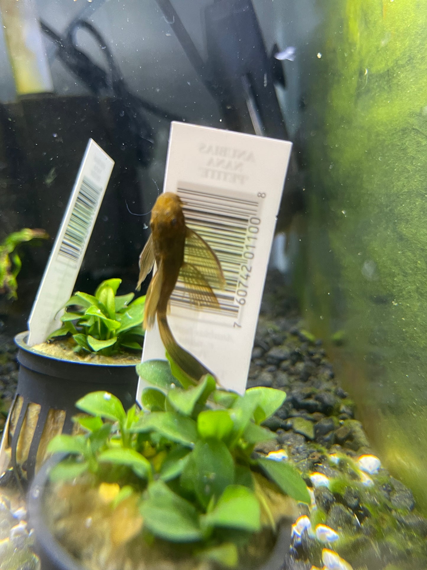 Green Dragon Long Fin Bristle Nose