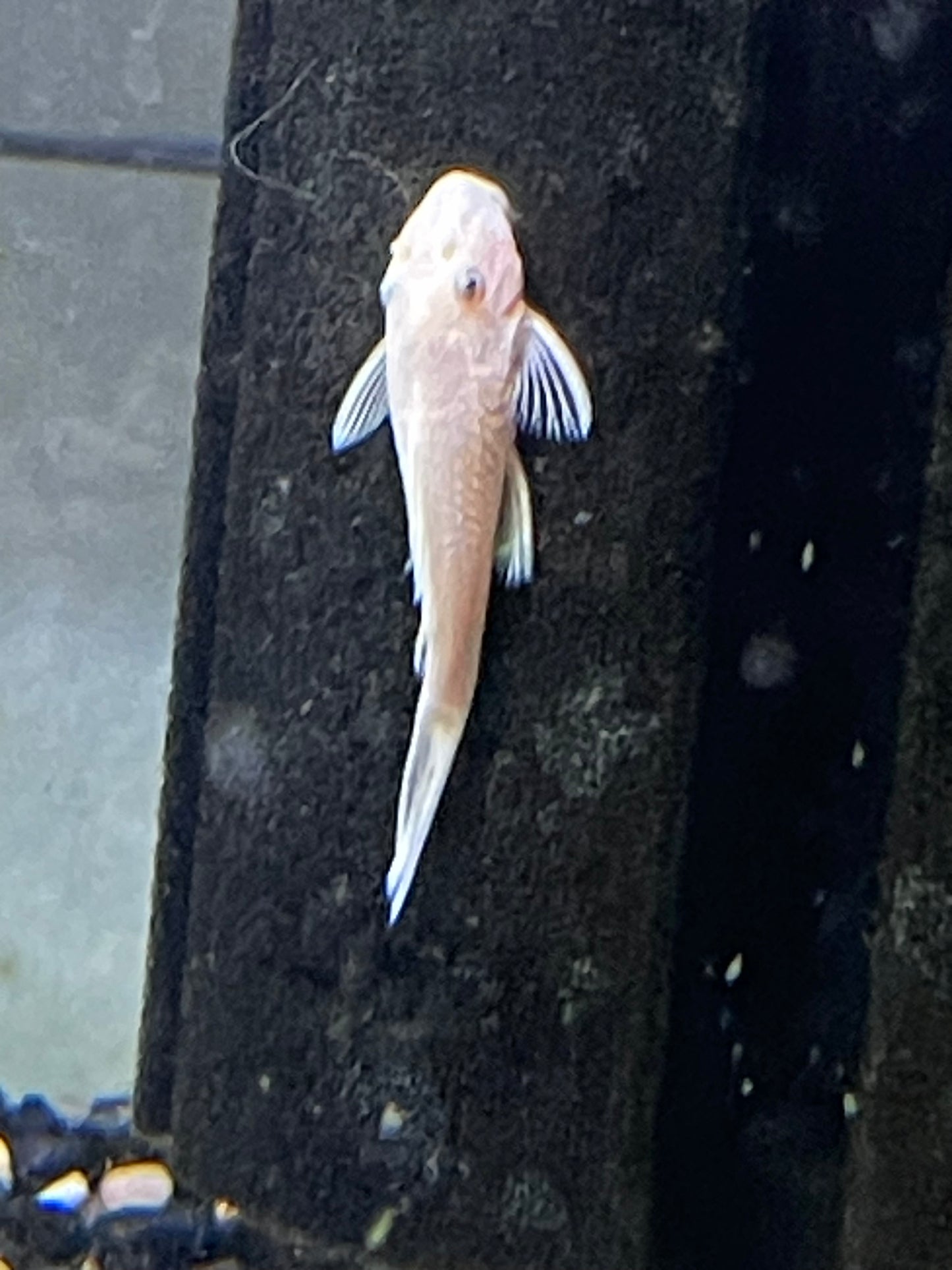 Snow White Bristle Nose Pleco/ Bushy Nose Pleco