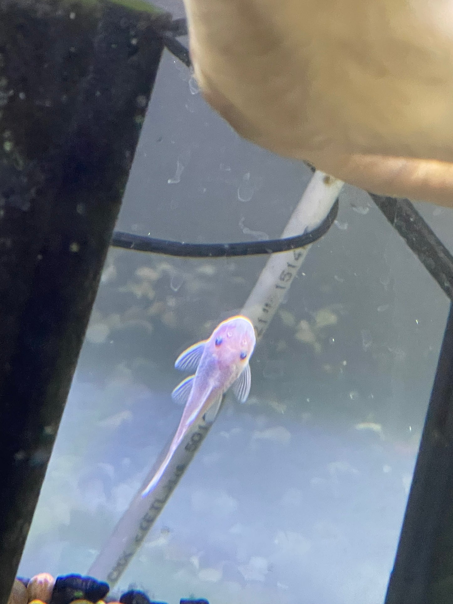 Snow White Bristle Nose Pleco/ Bushy Nose Pleco