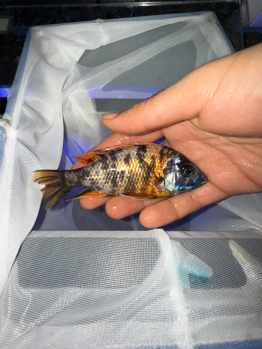 Red Fin Borleyi Hap and OB