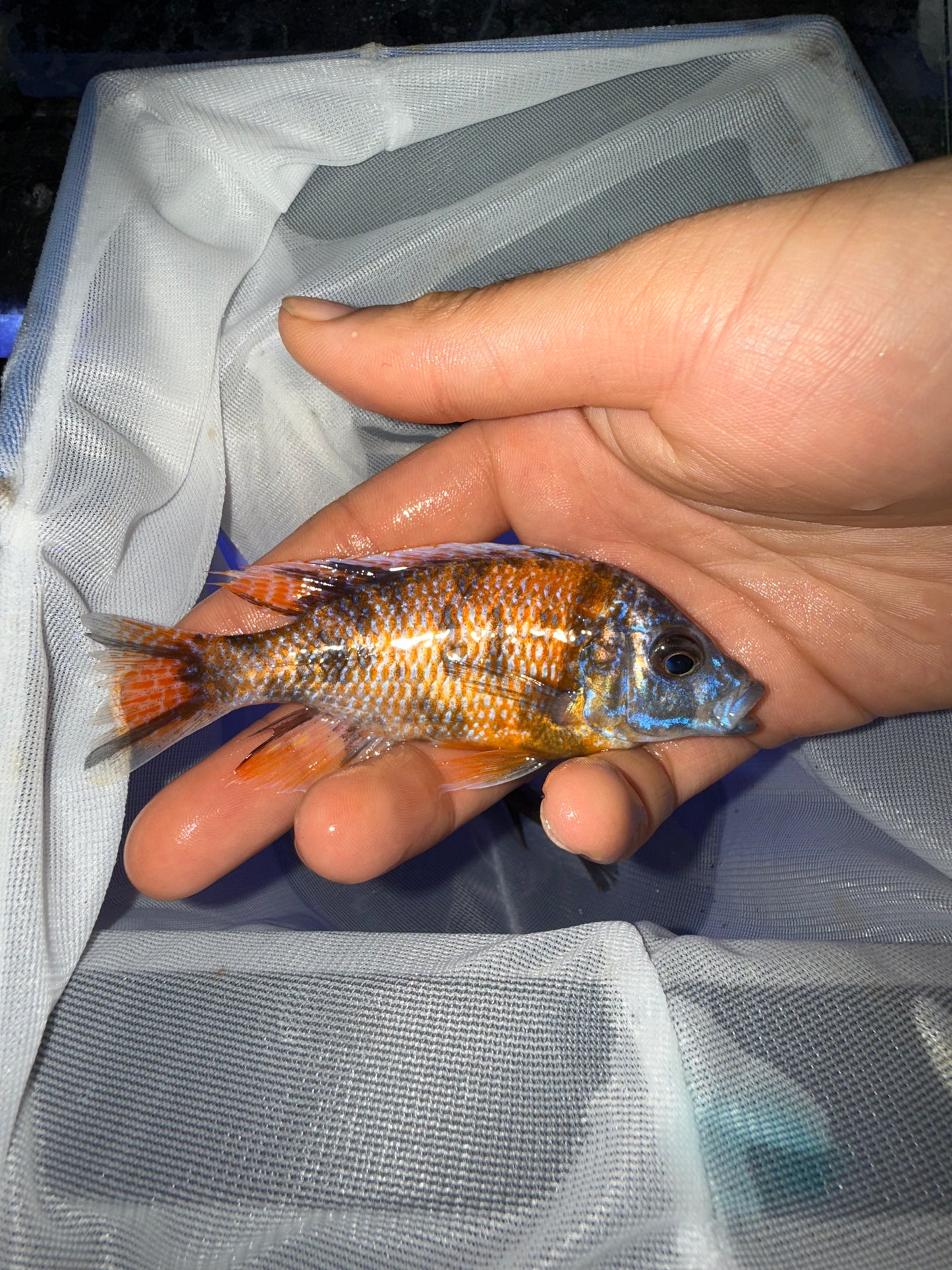 Red Fin Borleyi Hap and OB