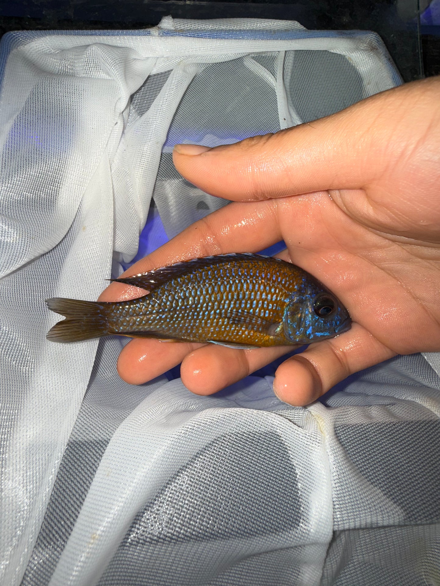 Red Fin Borleyi Hap and OB