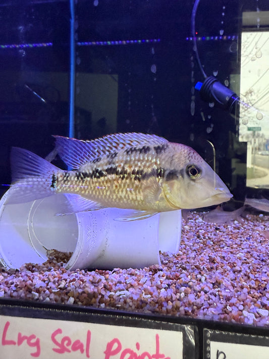 Geophagus sp. Alto Sinu
Gold Dust Geo