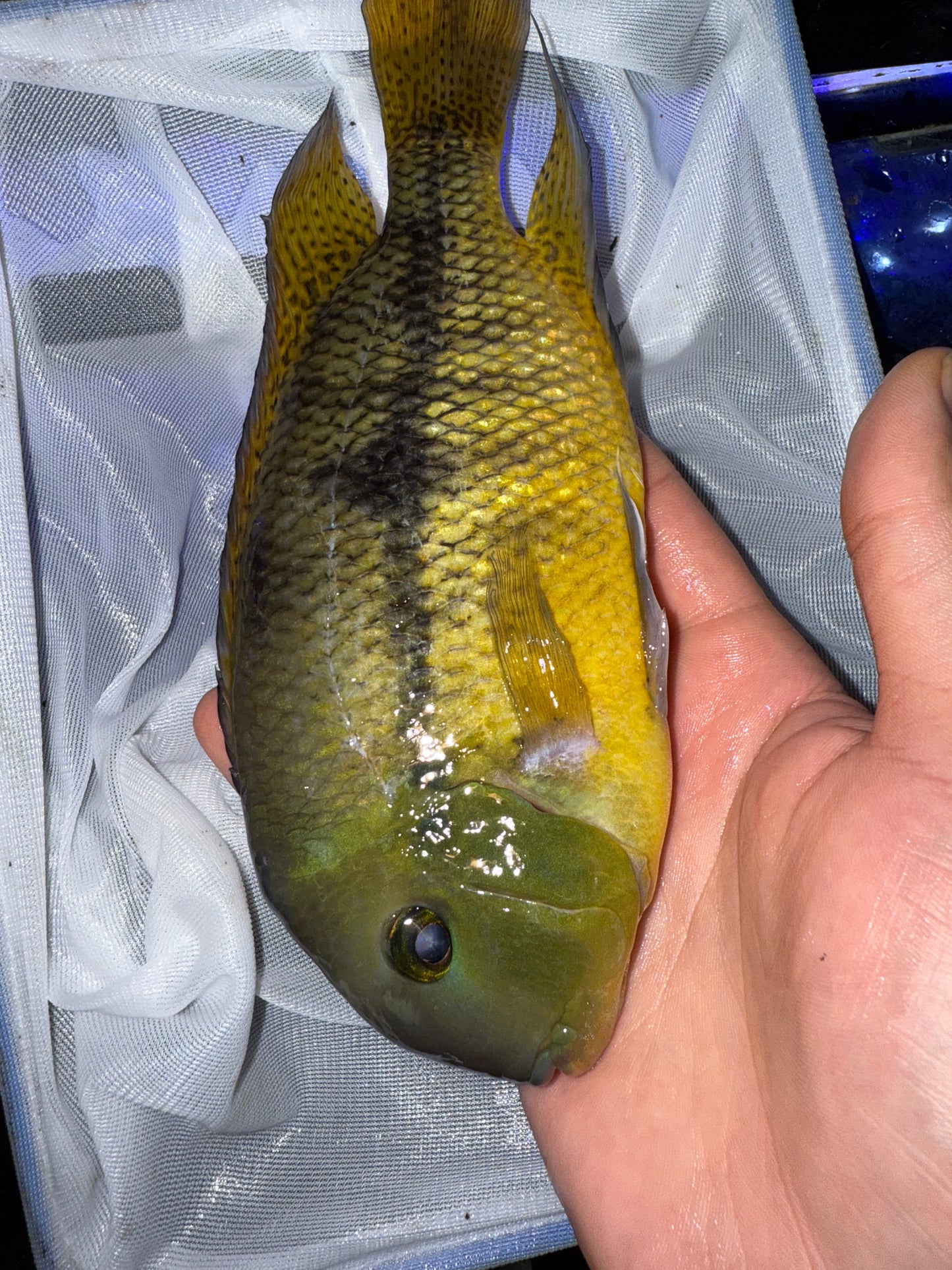 Jumbo !!!! Nicaraguensis Cichlid