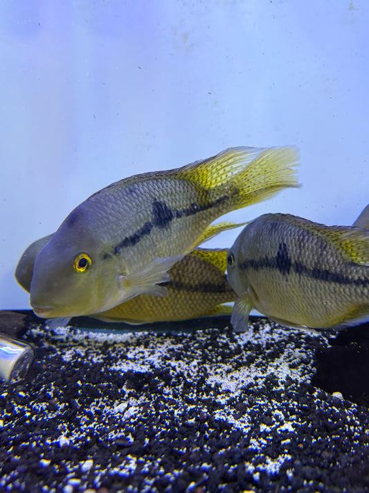 Small size and Big size This week Nicaraguensis Cichlid