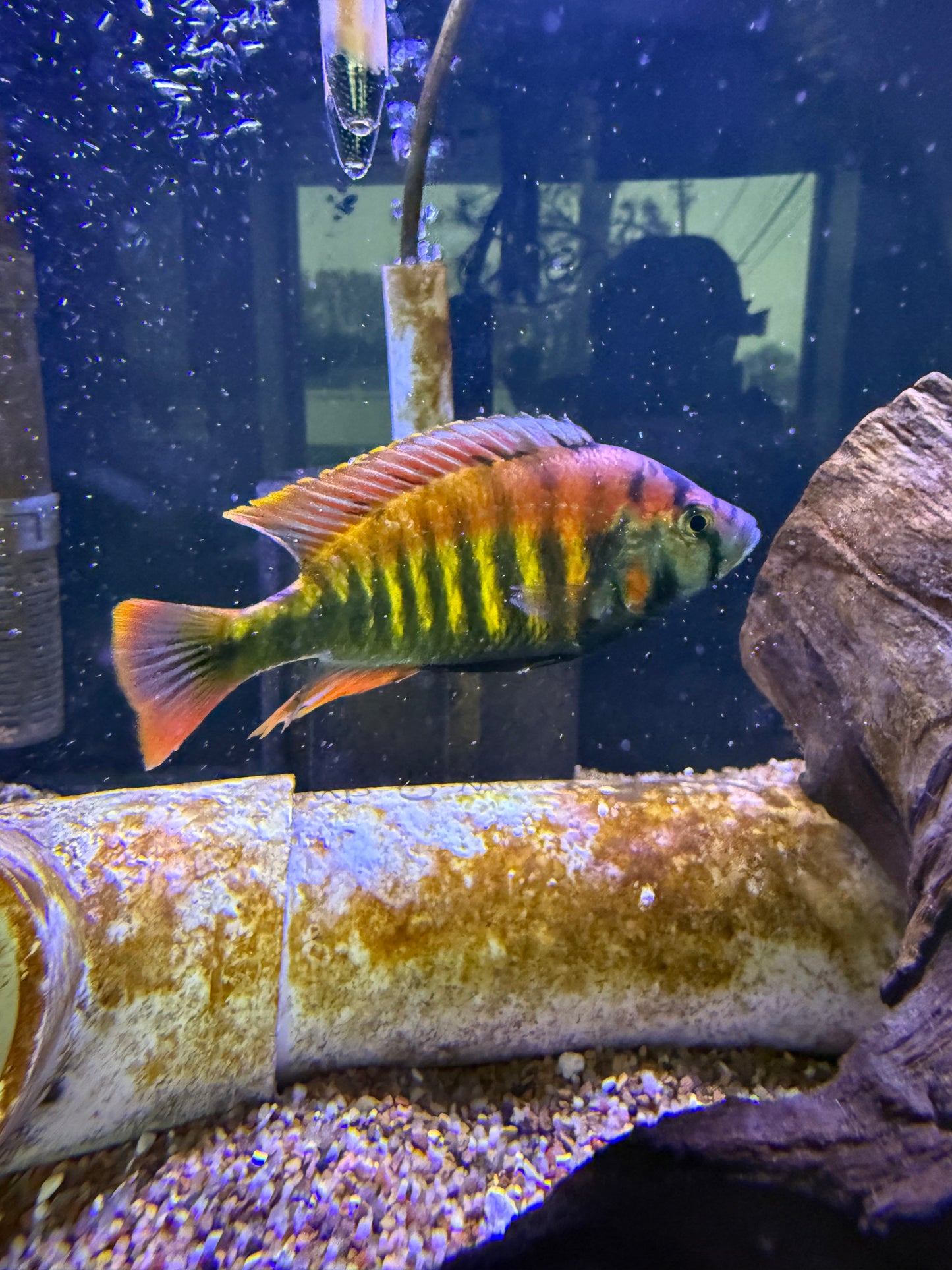 Haplochromis sp. 'Kyoga flameback'