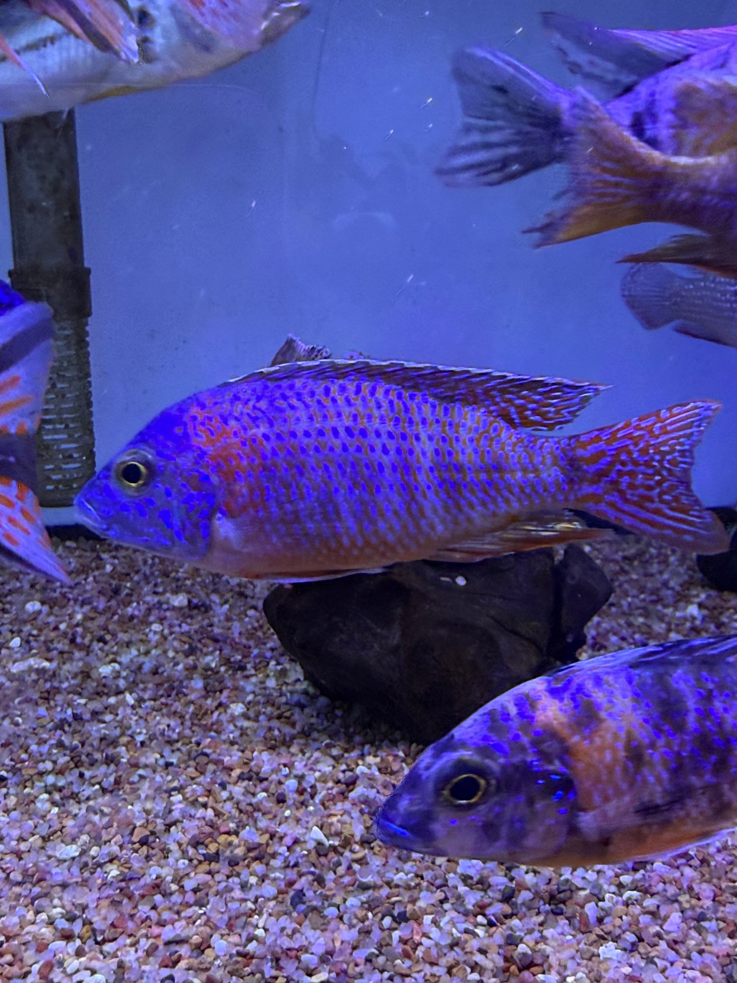 Red Shoulder Peacock