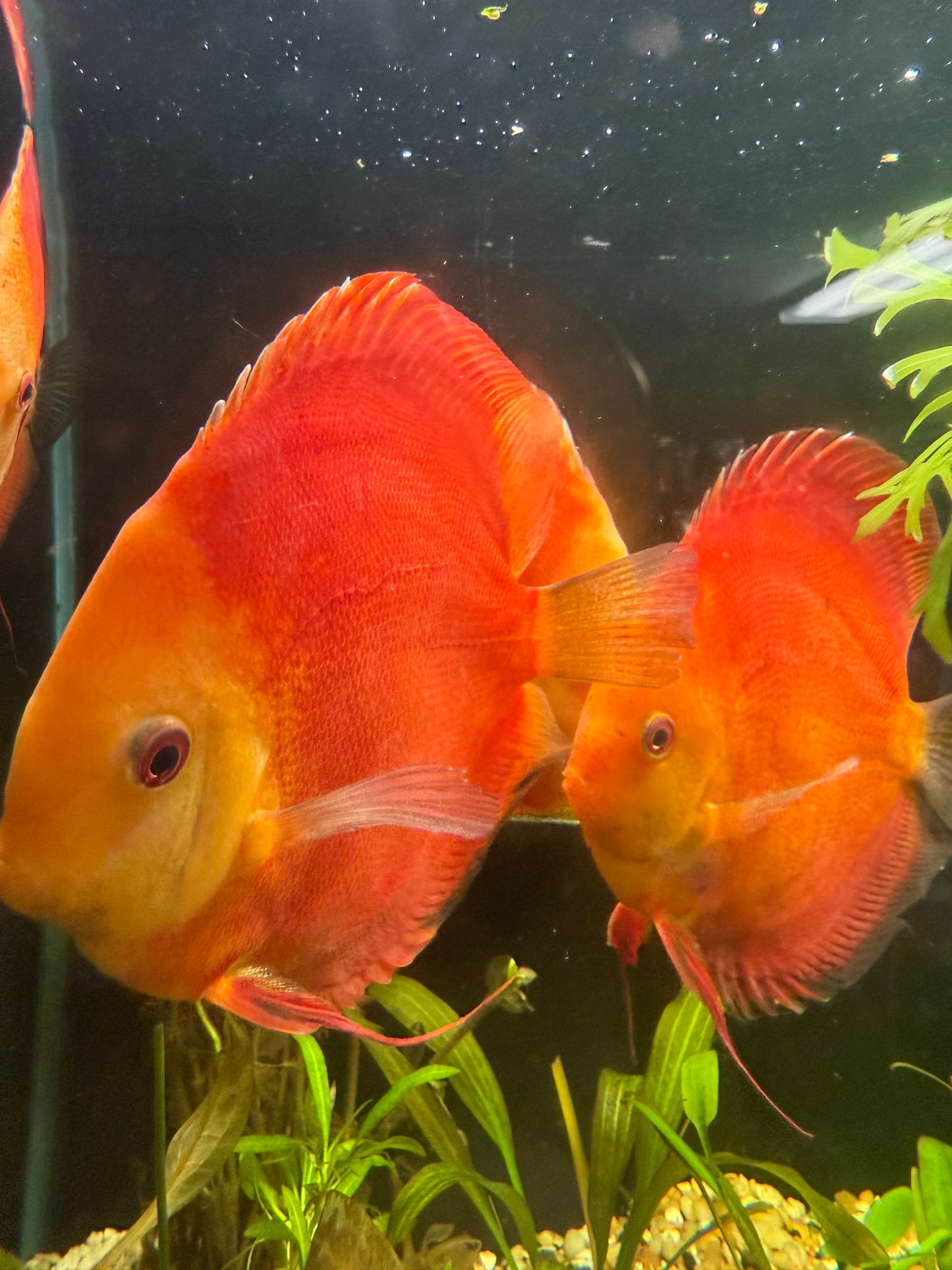 Super Red Discus