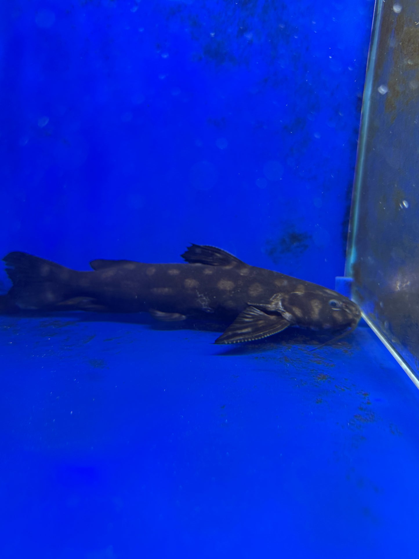 Big Spot Select Maculata Catfish (Wertheimeria Maculata)