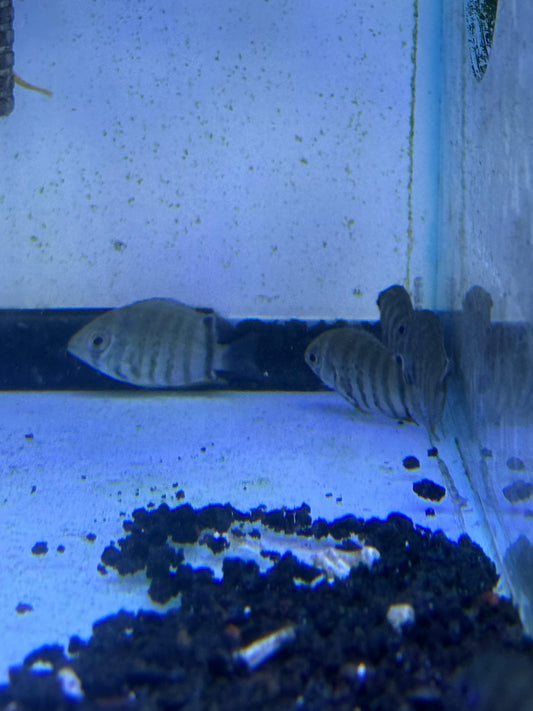 Red Shoulder Rotkeil Severum