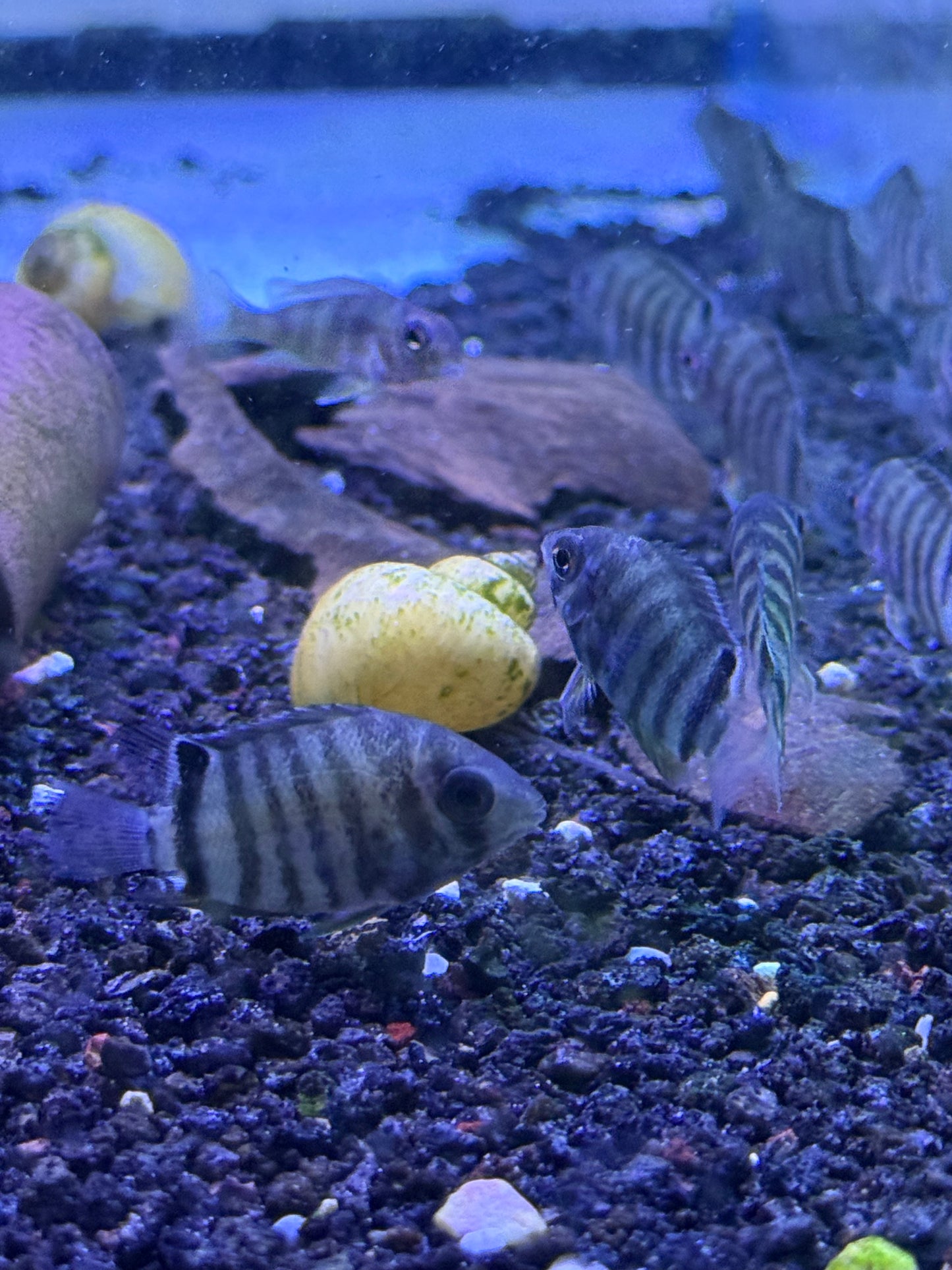 Red Shoulder Rotkeil Severum