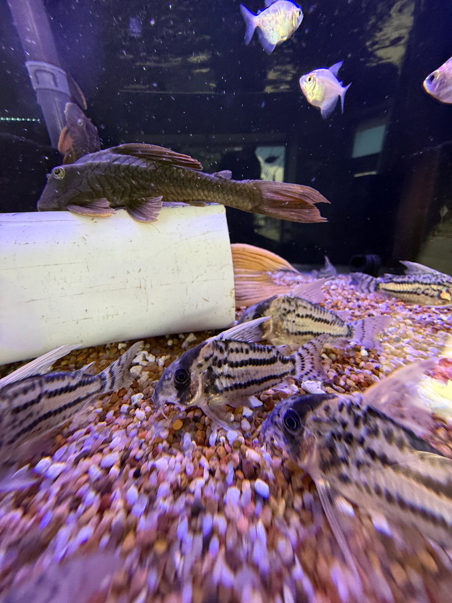 CW028 Corydoras Super Schwartzi