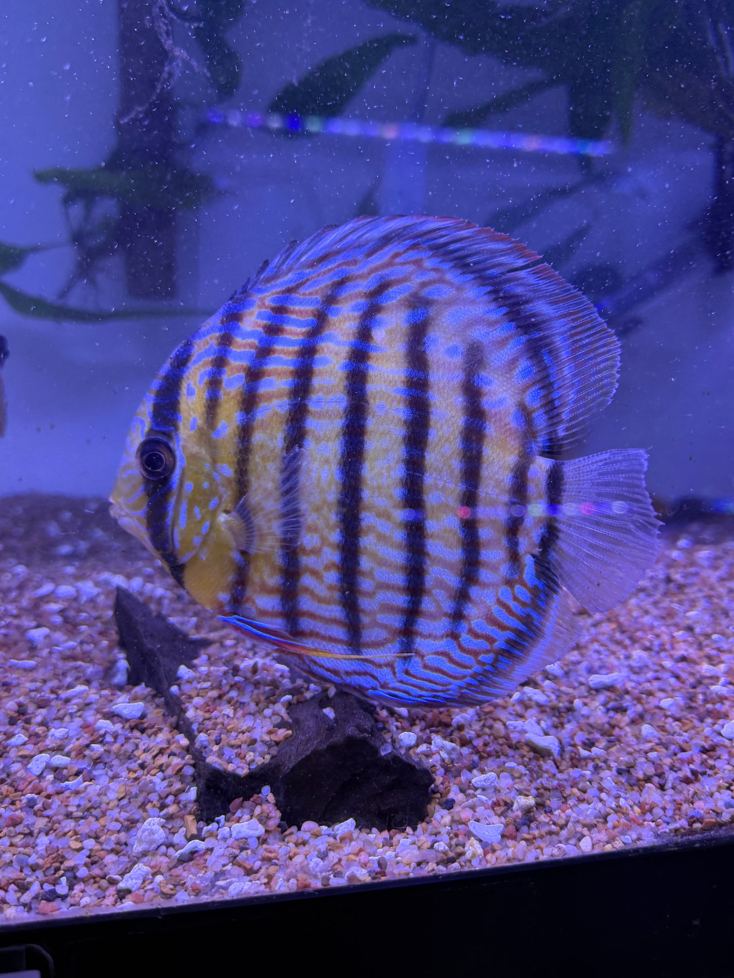 Wild Royal Rio Trombeta Discus Brazil