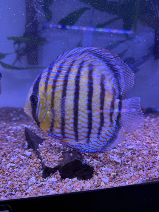 Wild Royal Rio Trombeta Discus Brazil