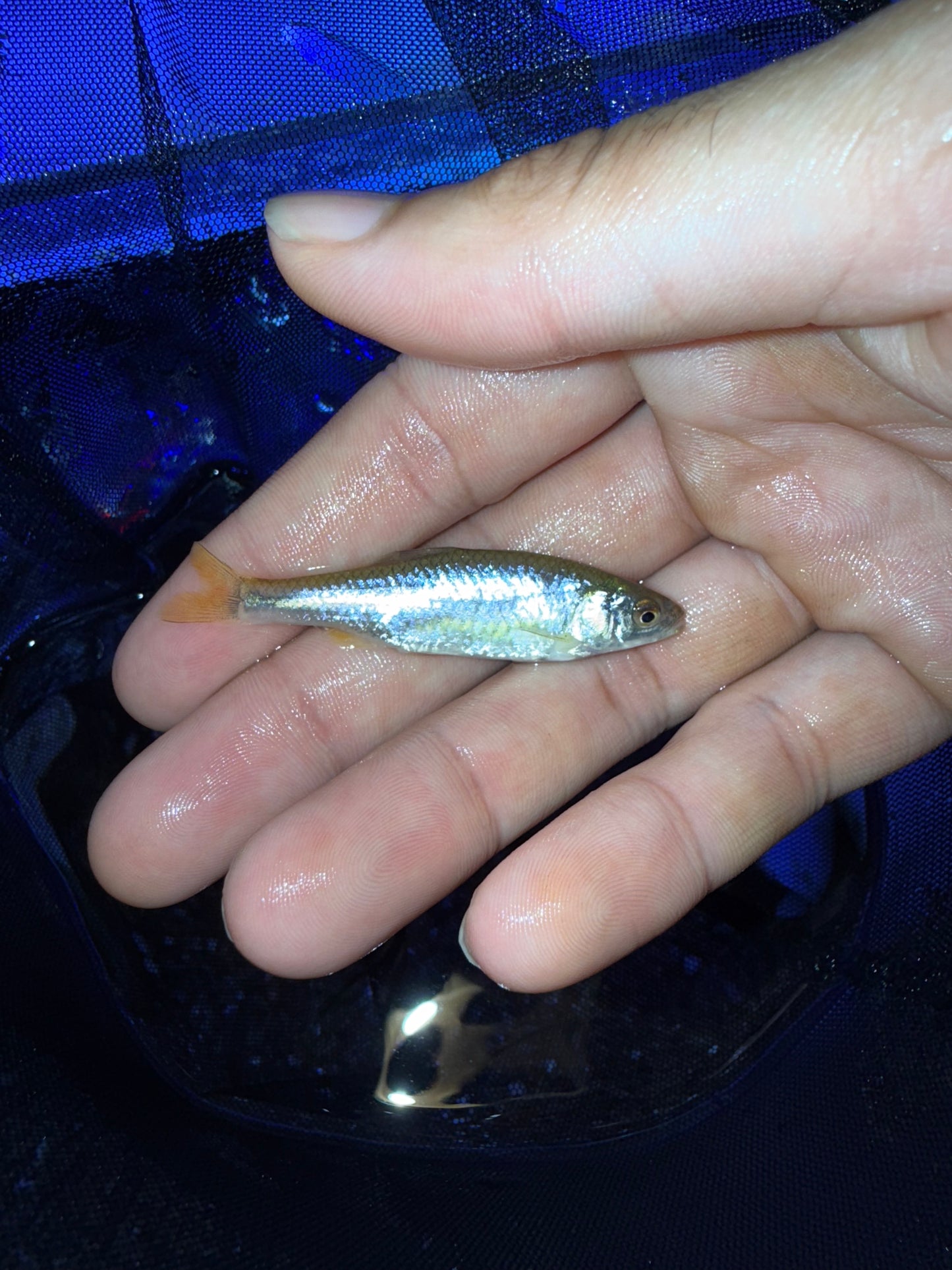 Rainbow dace