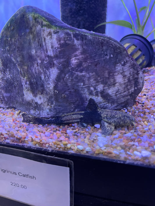 (Acrochordonichthys chamaeleon) Indonesian Chameleon Catfish Rare!