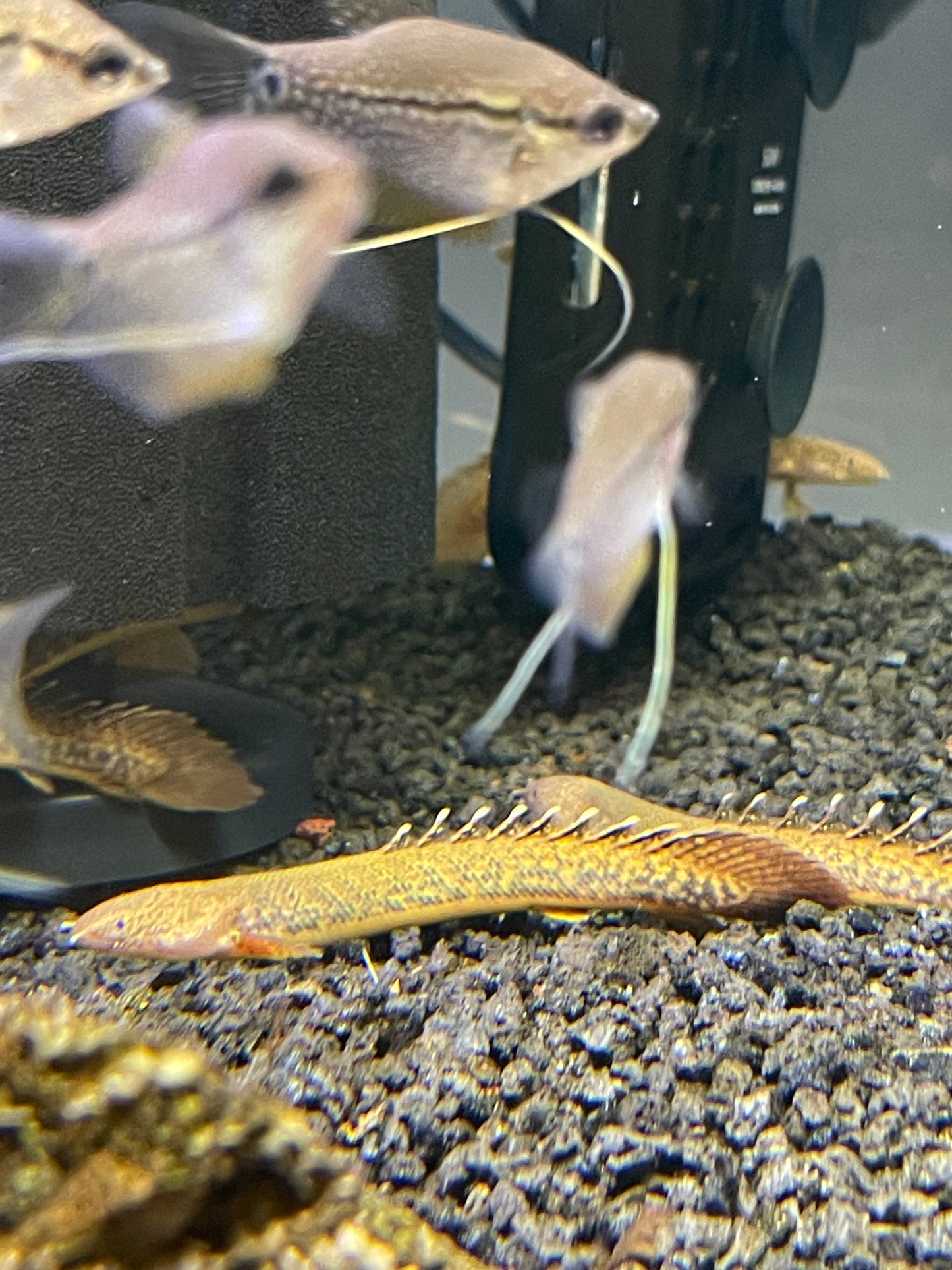 Polypterus Teugelsi