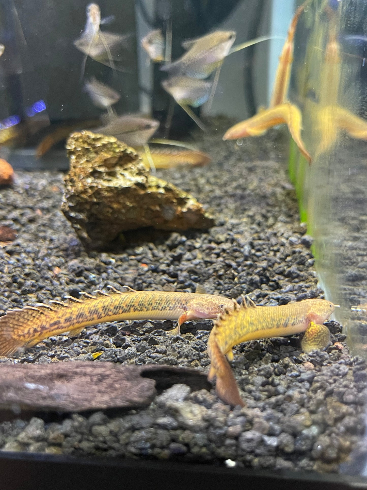 Polypterus Teugelsi