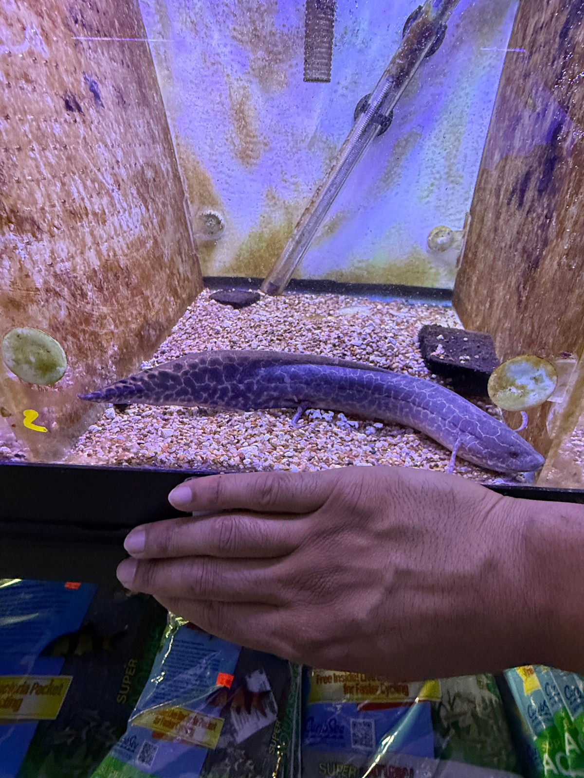 Marbled lungfish (Protopterus aethiopicus)