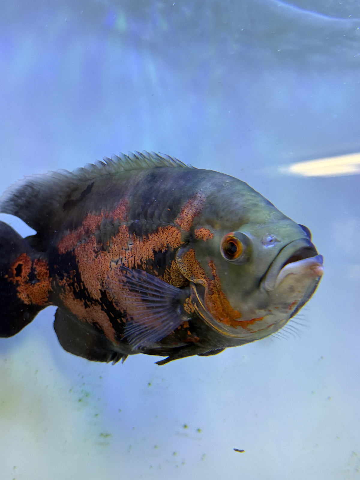 big Guy avail ! Tiger Oscar Astronotus ocellatus