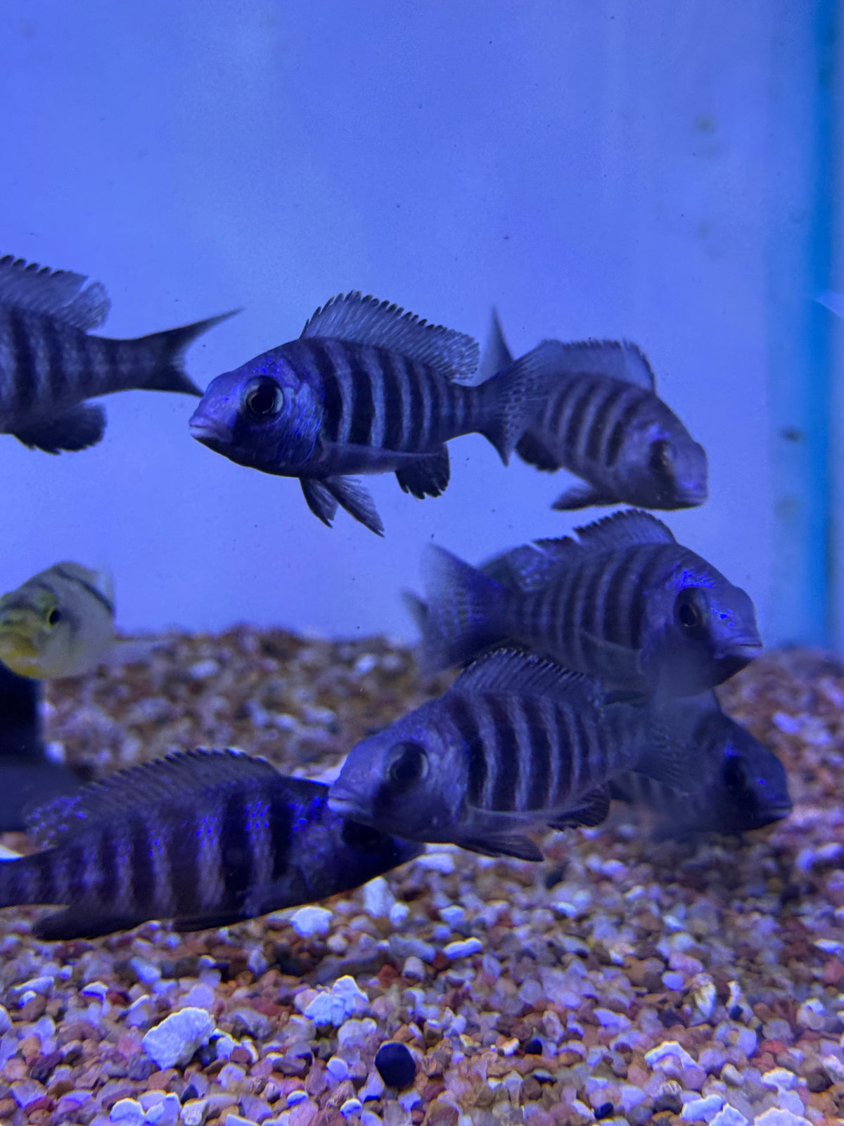 Hap Star Sapphire Placidochromis sp. "phenochilus tanzania