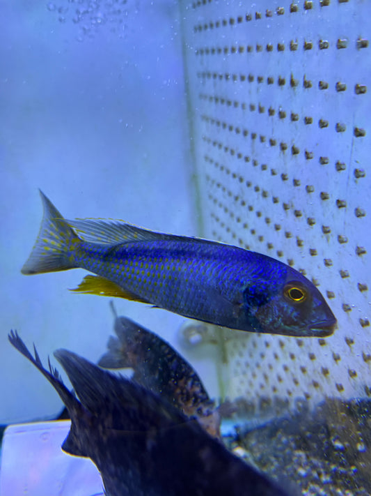 Buccochromis spectabilis Spectacular Cichlid or Malawi Butterfly
