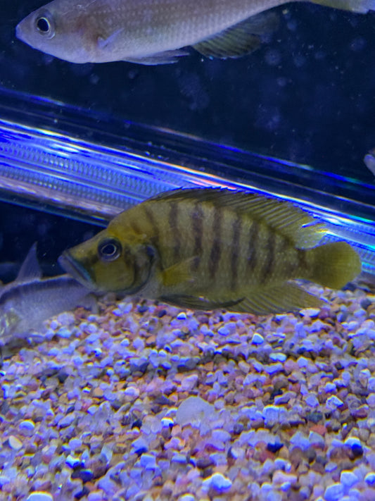 Altolamprologus compressiceps - (Yellow Chaitika)