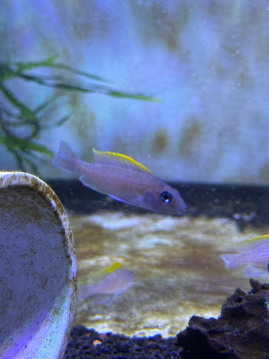 Red Fin Caudopunctatus (Neolamprologus caudopunctatus)