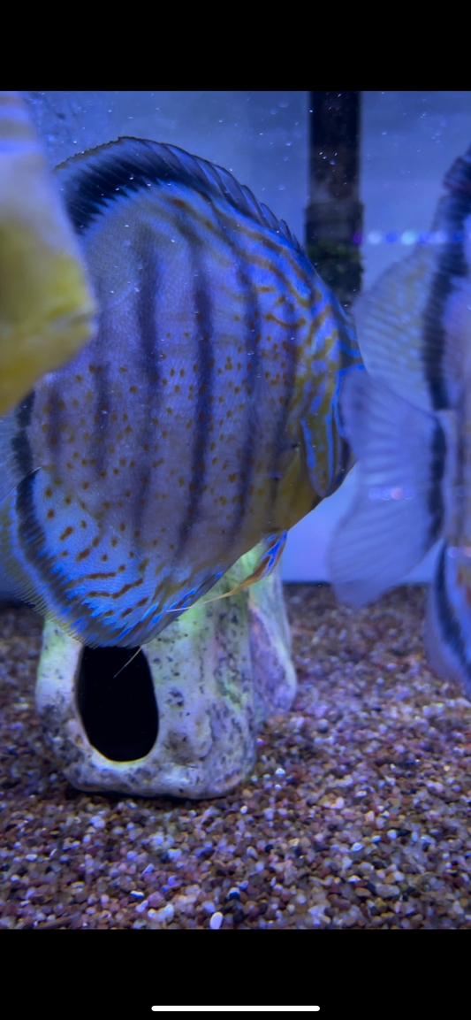 Wild Red-Spotted Red Eye Peruvian Blue Discus Symphysodon aequifasciatus