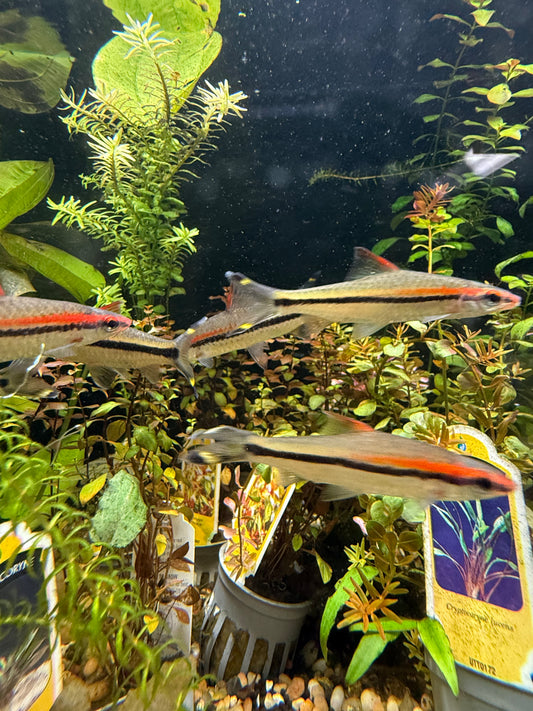 Roseline Shark/ Denisonii Barb (Sahyadria Denisonii)