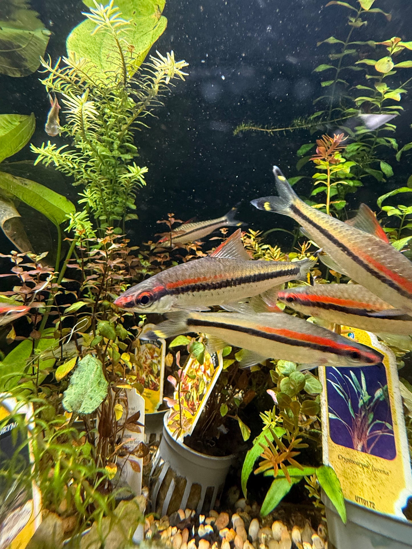 Roseline Shark/ Denisonii Barb (Sahyadria Denisonii)