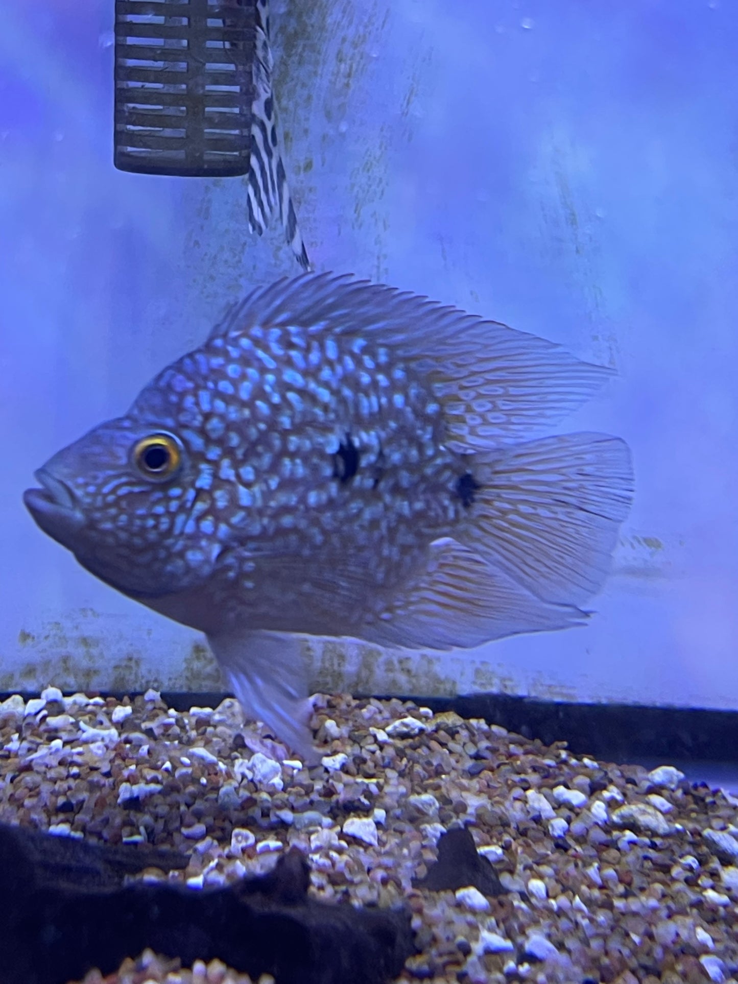 Super Short Body Electric Blue Texas