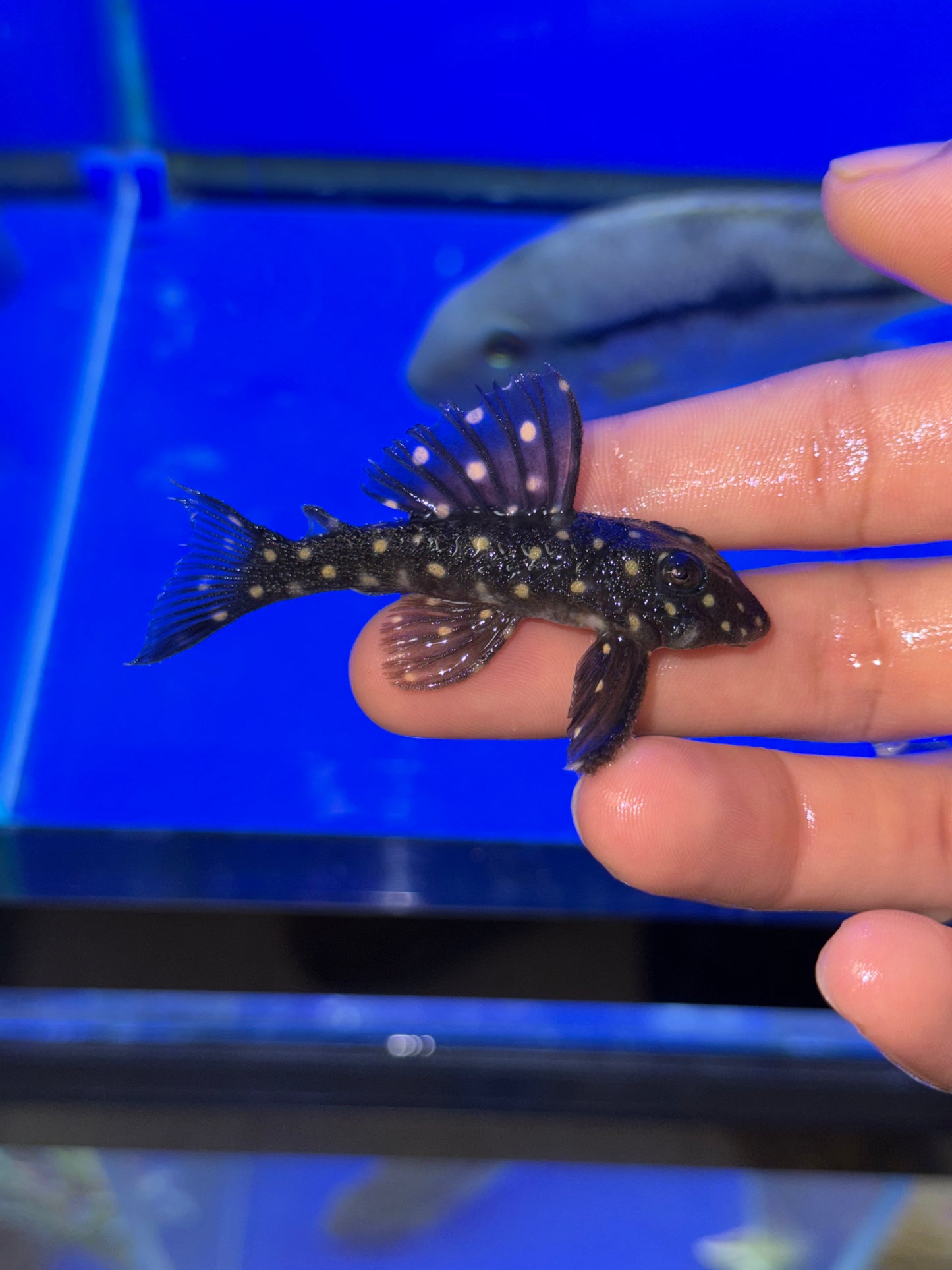 L201 Snowball Pleco (Hypancistrus Sp)