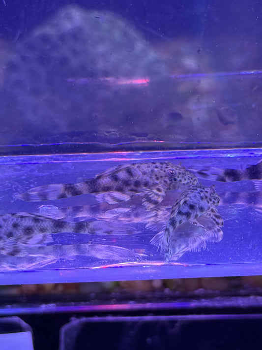Peckoltia Sp. L205 Andes Tiger Pleco