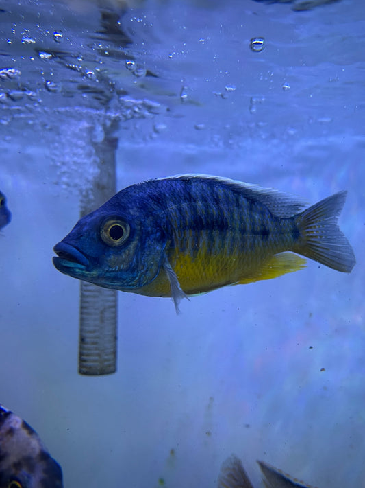 Insignus Cichlid
Protomelas sp. “Spilonotus Tanzania”