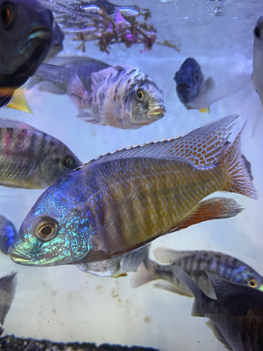 RED EMPRESS, PROTOMELAS TAENIOLATUS and OB