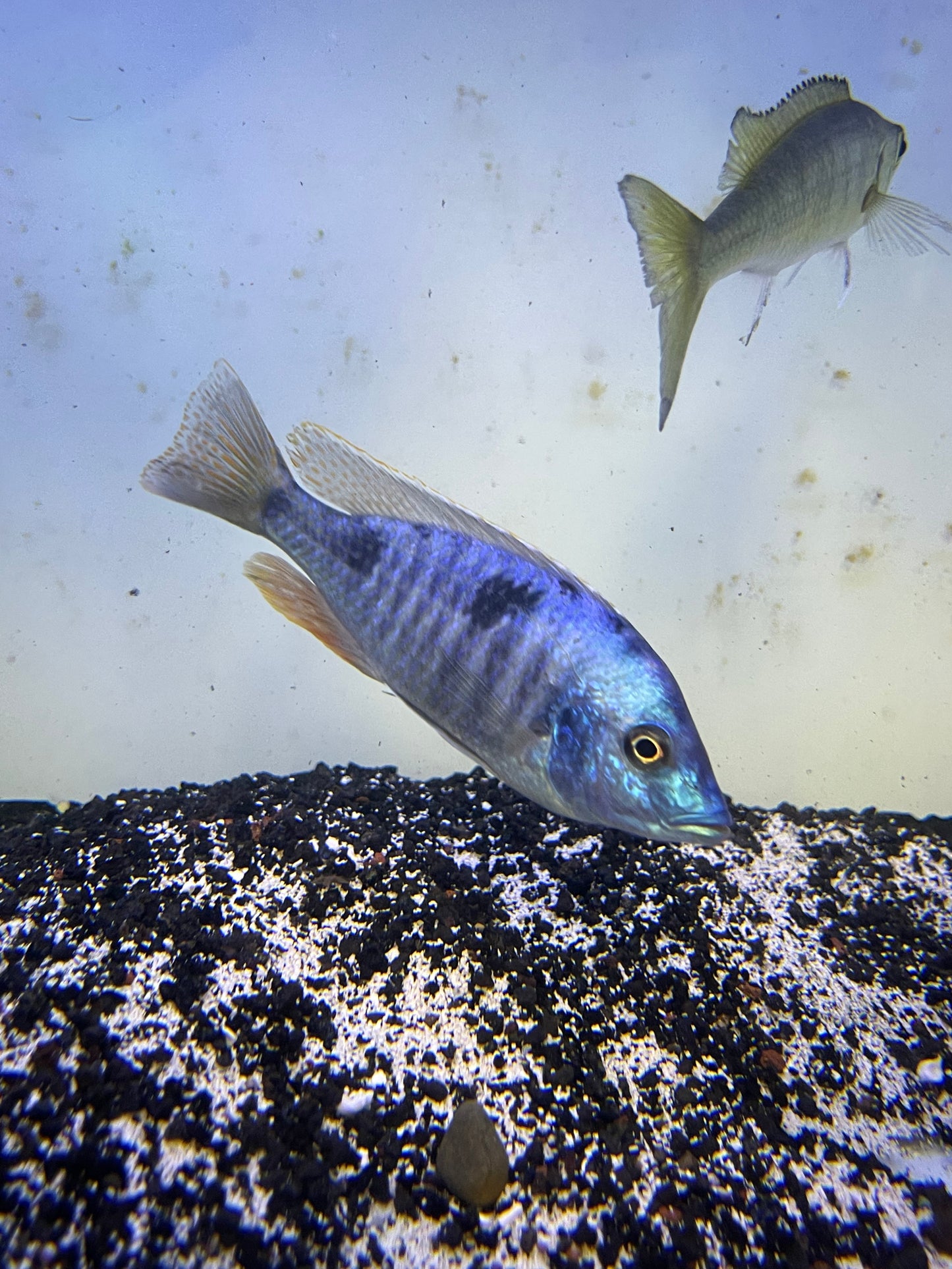 OTOPHARYNX SP. NOVA BLUE LONGNOSE