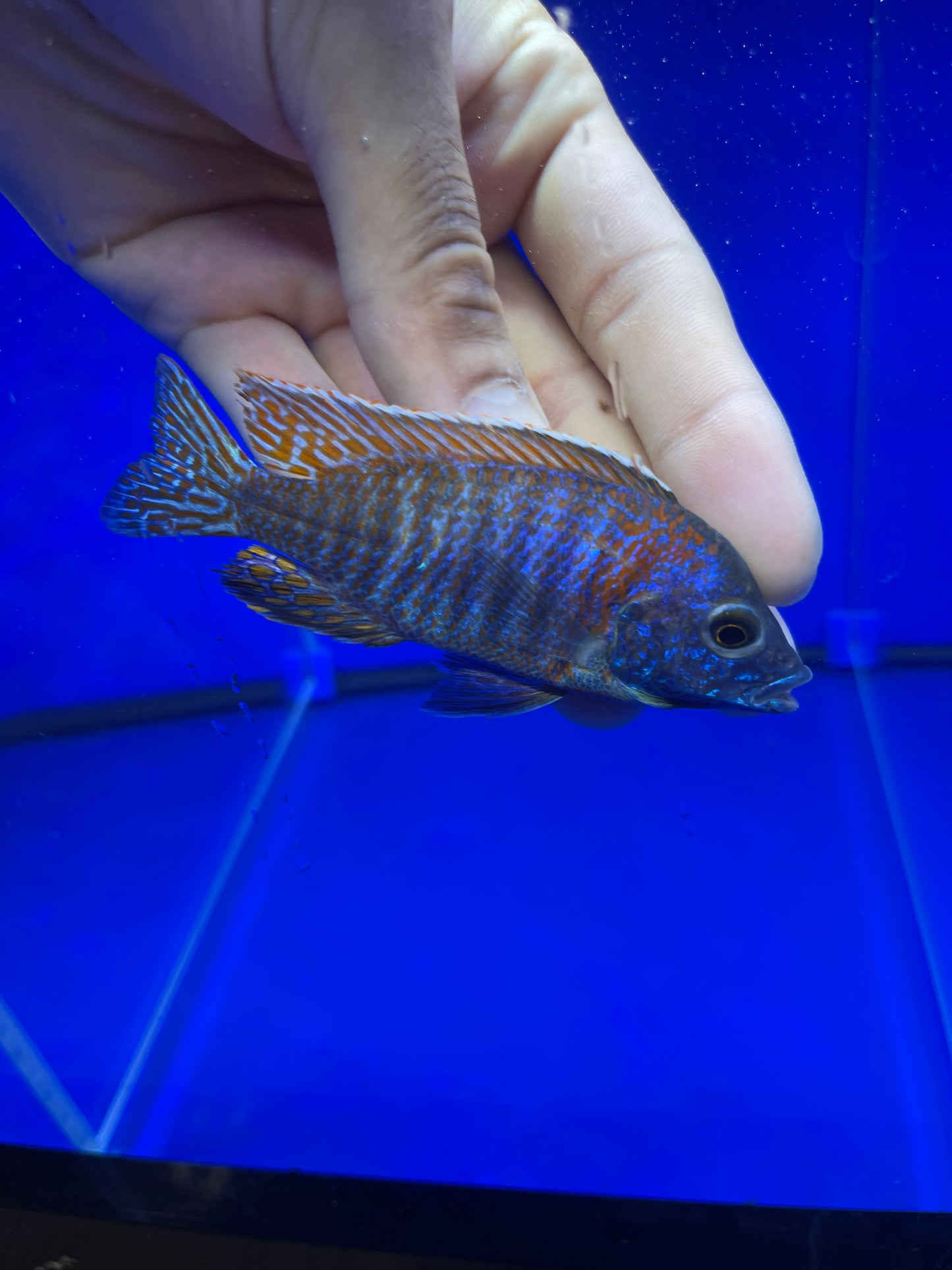 Red Shoulder Peacock