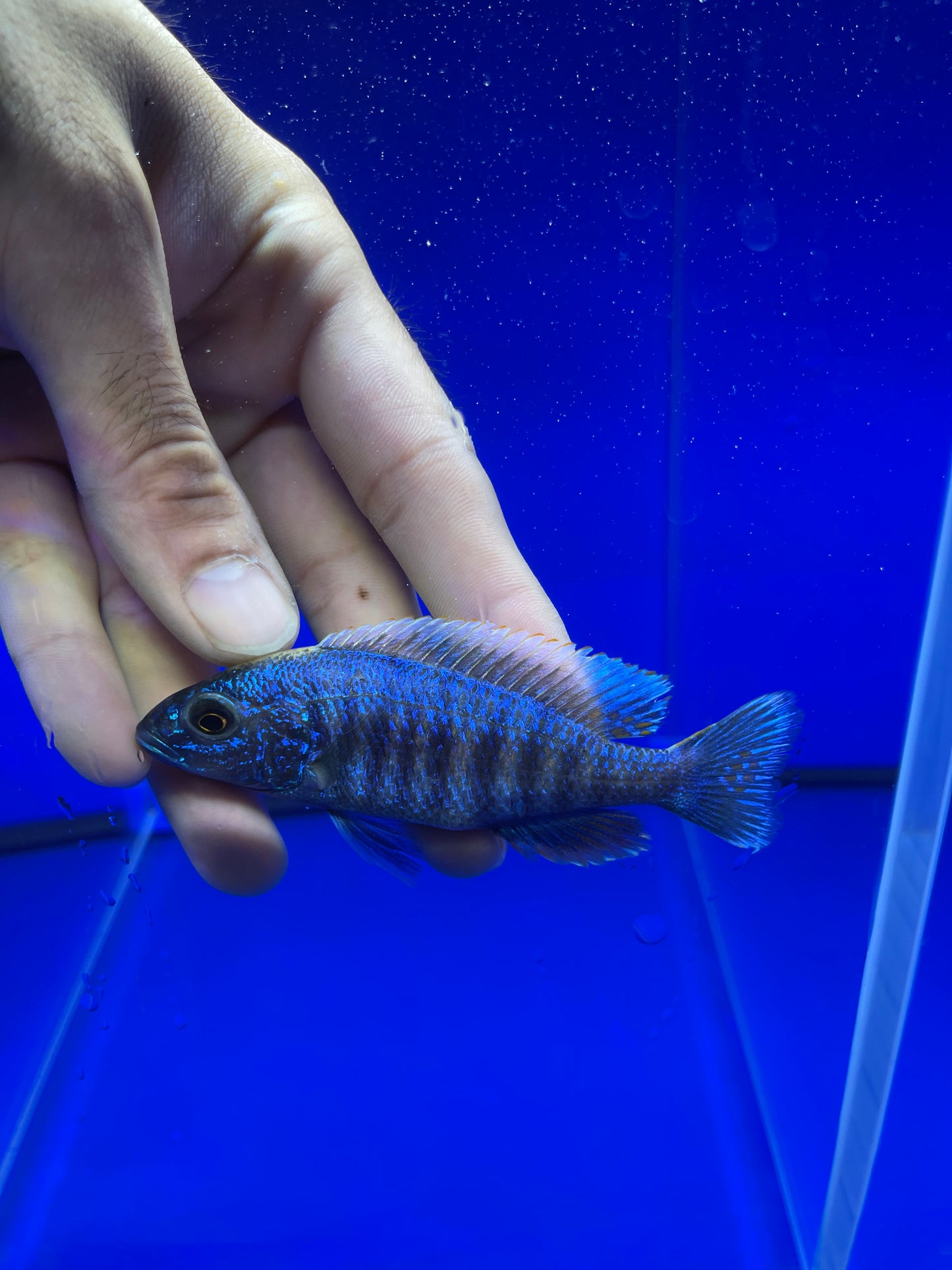 Electric blue hap
