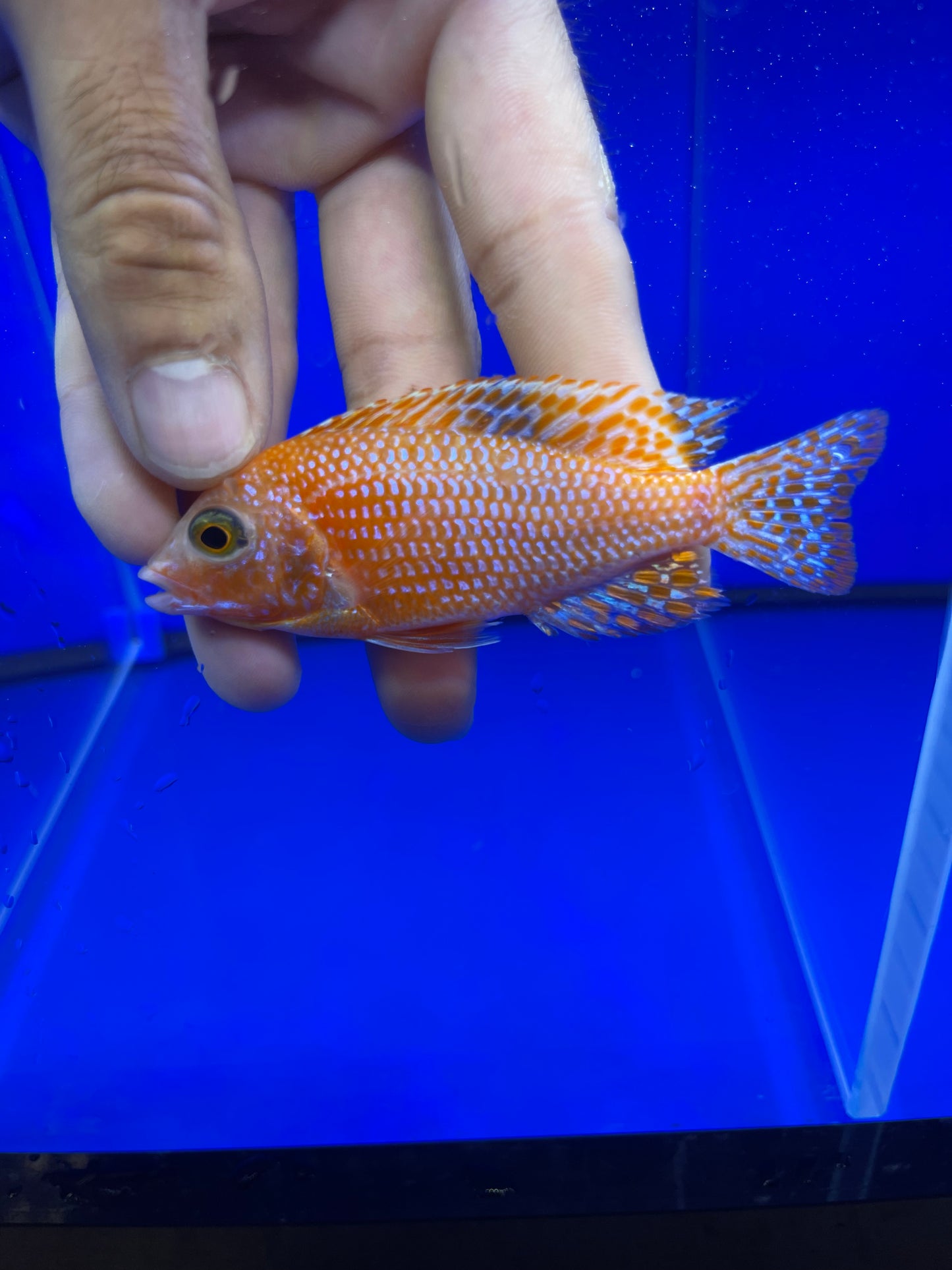 Dragonblood Peacock