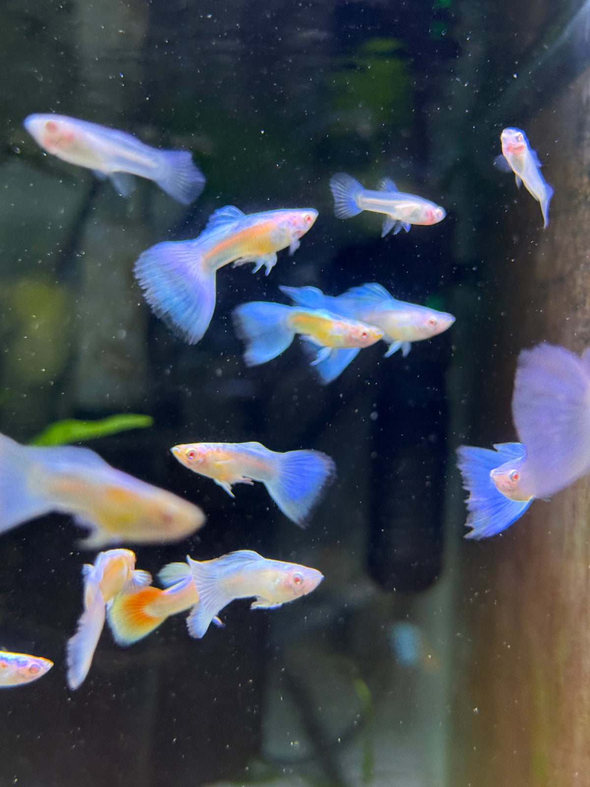 Albino Blue Sky Guppy