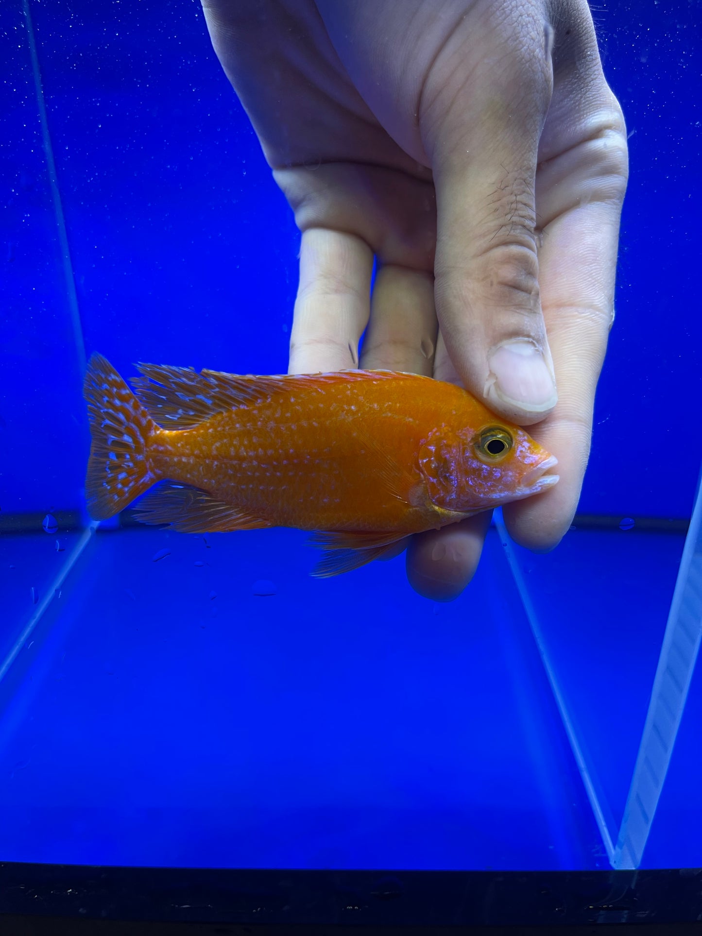 Dragonblood Peacock