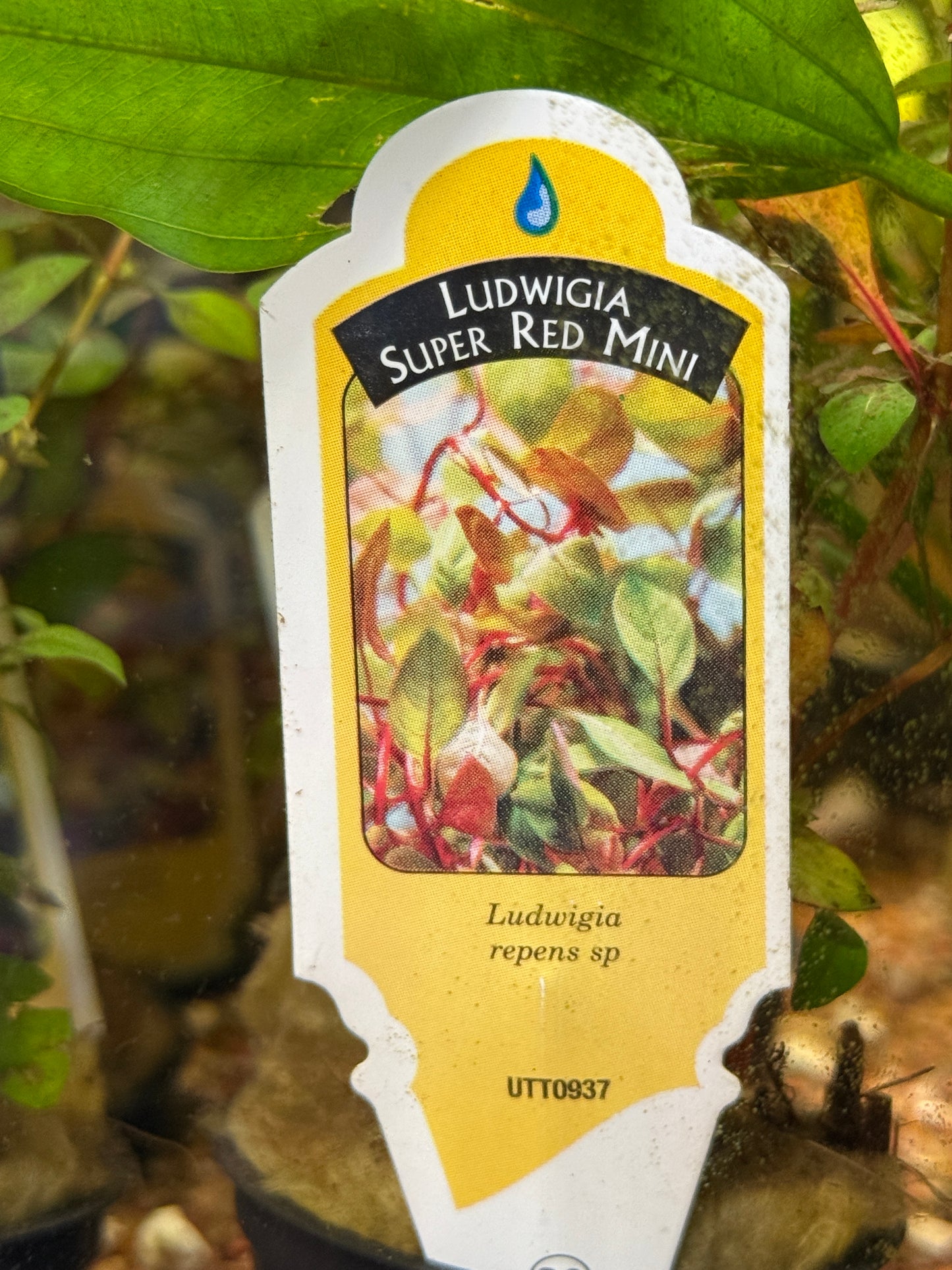 LUDWIGIA
SUPER RED MINI Plant