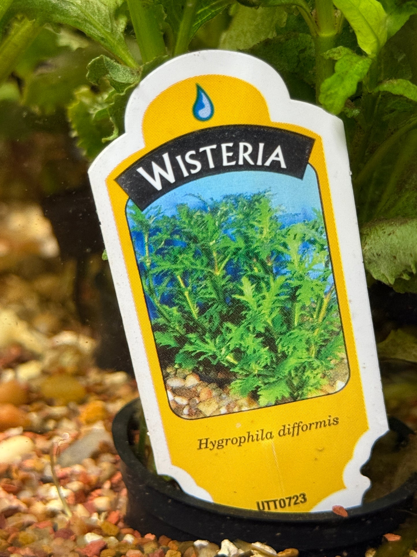 WISTERIA Hygrophila difformis Plant
