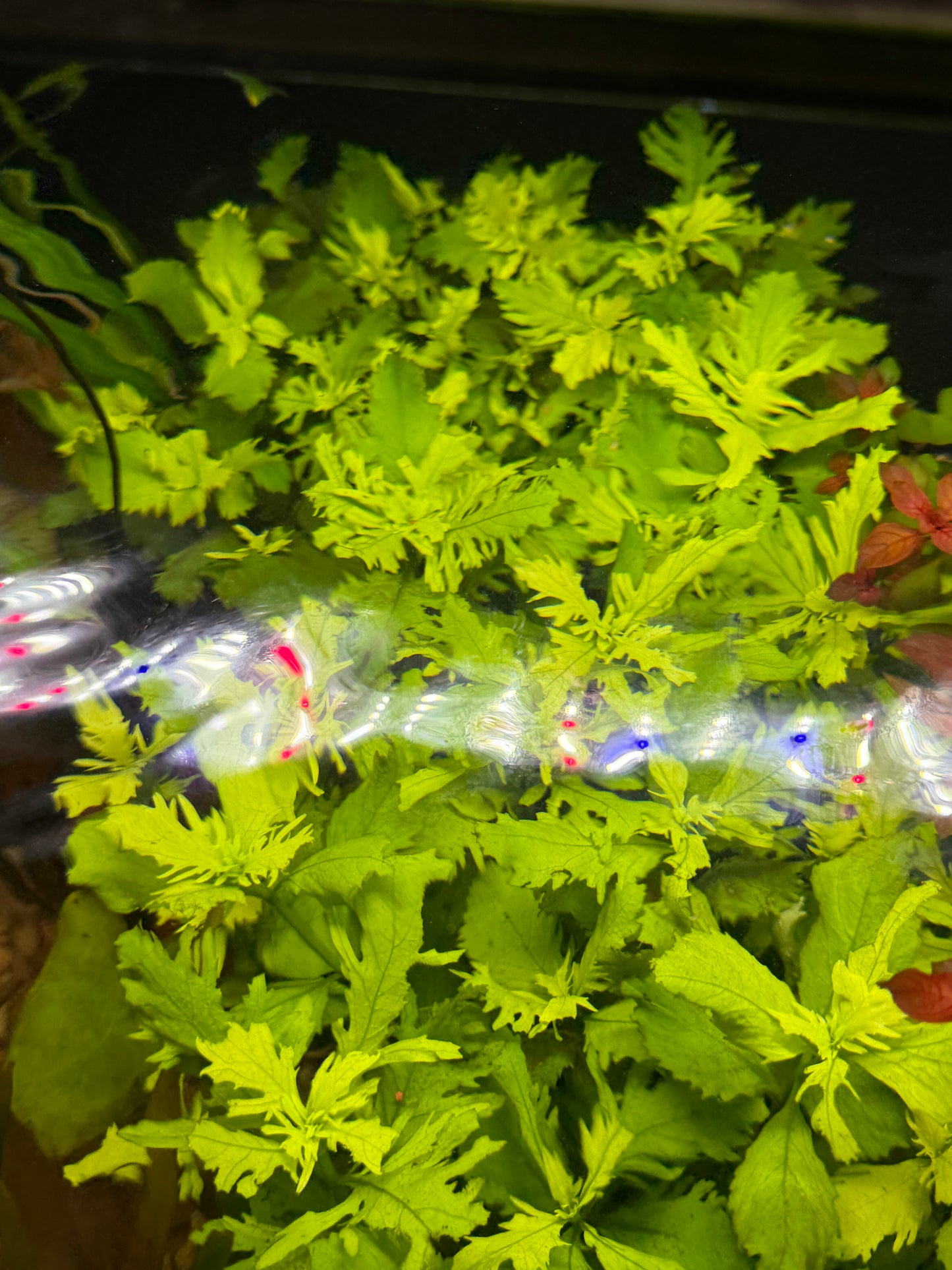 WISTERIA Hygrophila difformis Plant