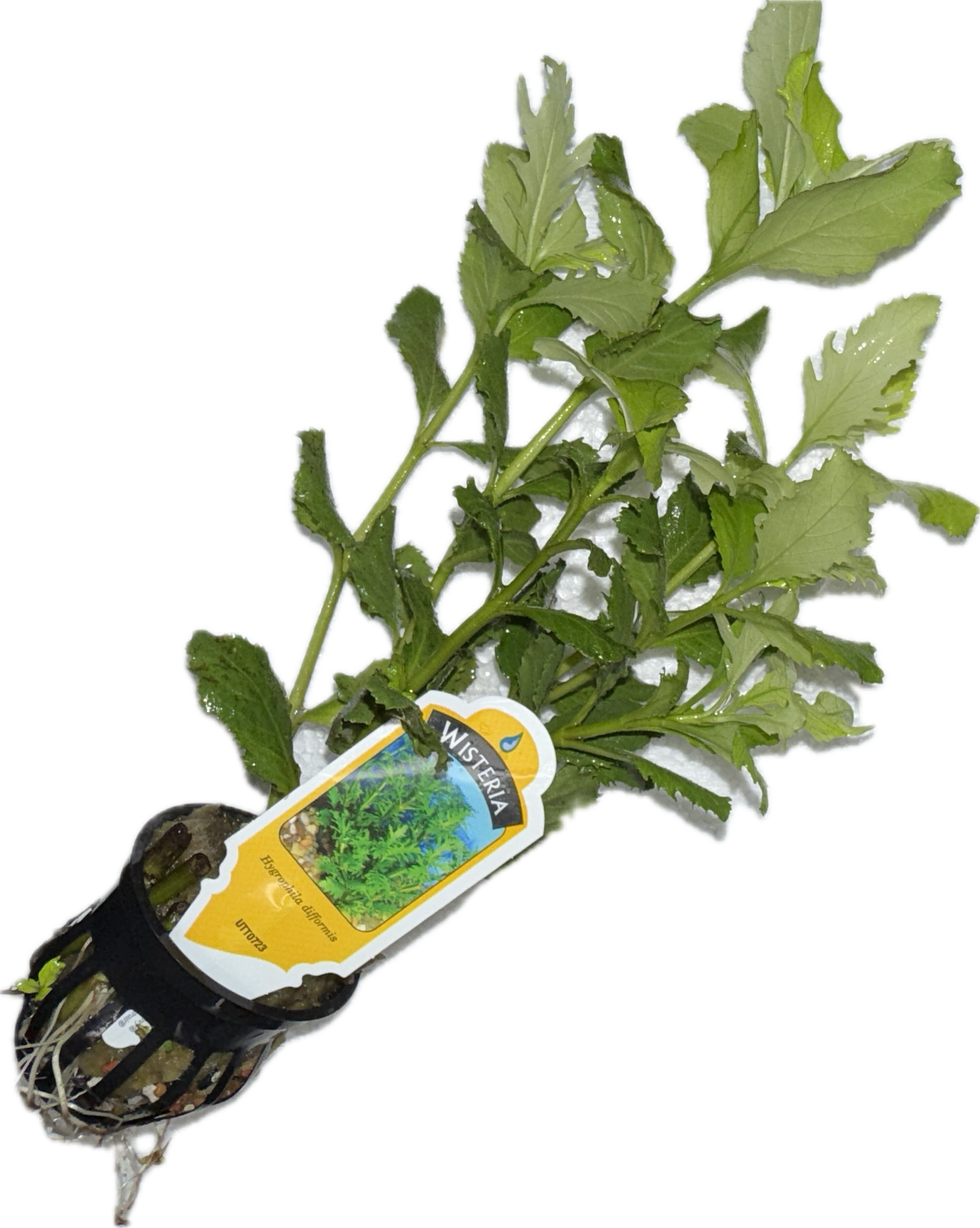 WISTERIA Hygrophila difformis Plant