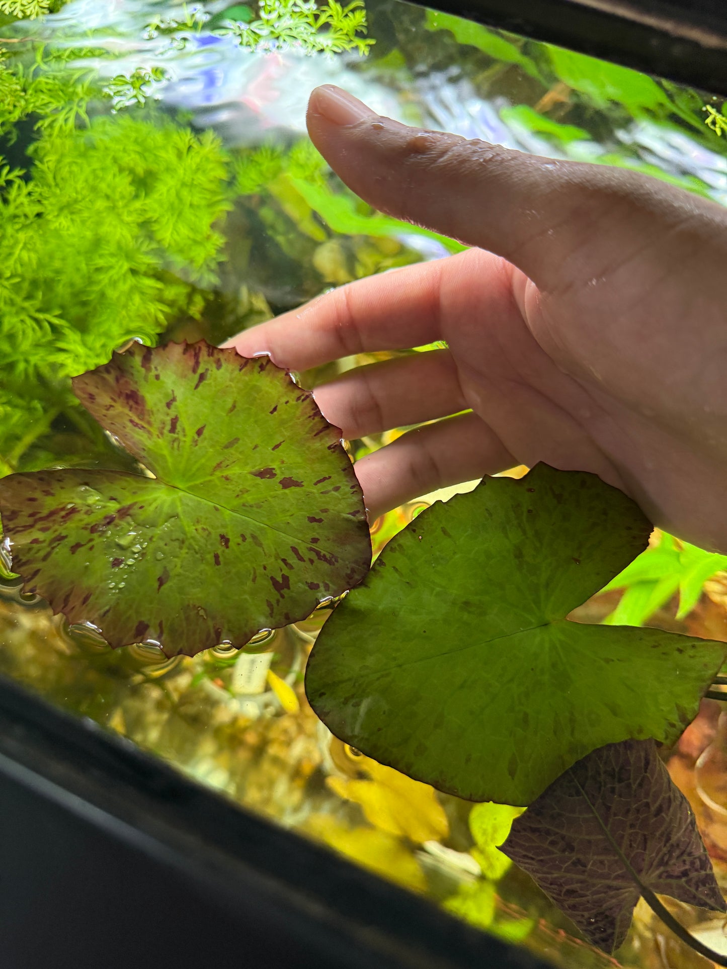 TIGER LOTUS Nymphaea zenkeri Plant