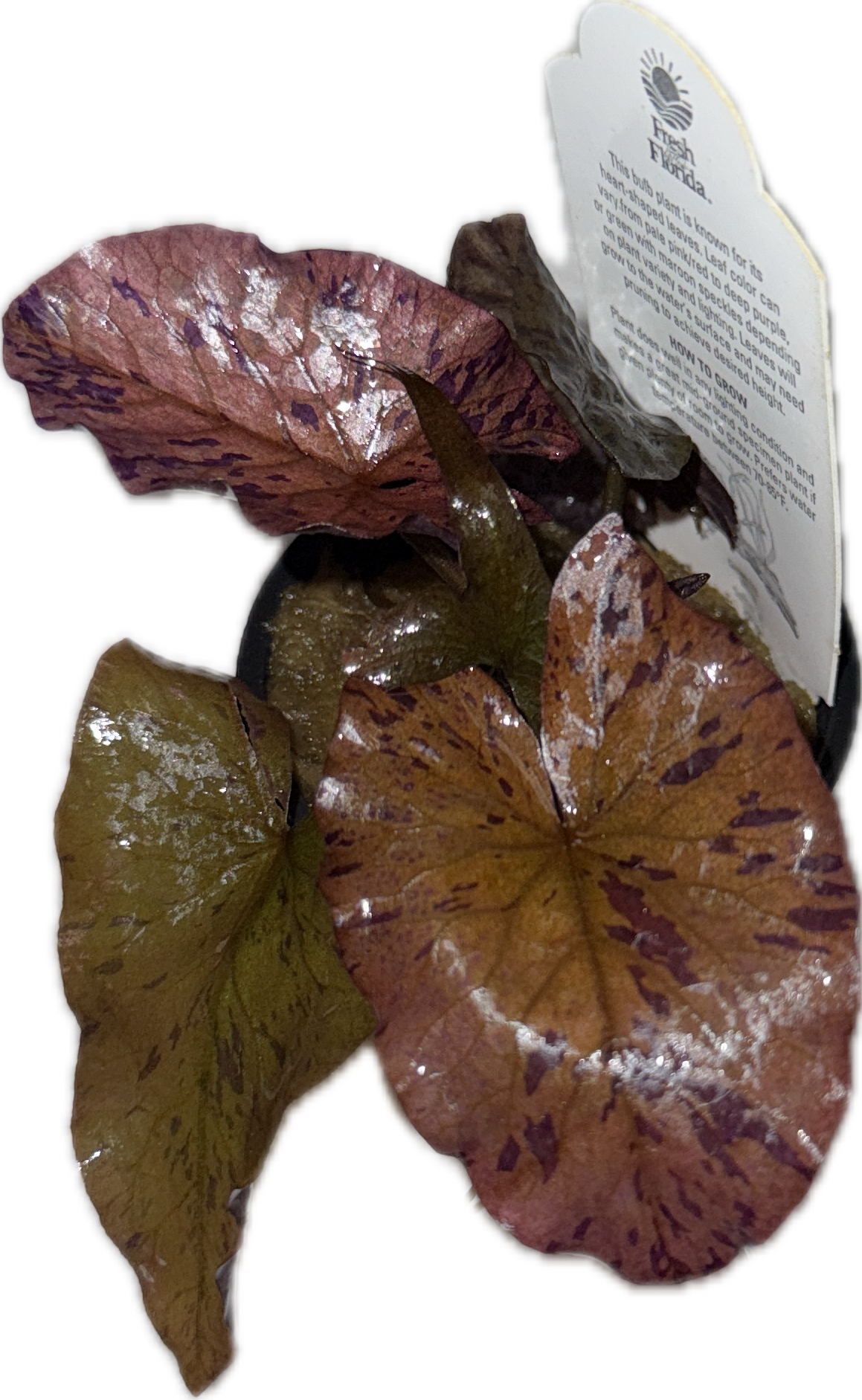 TIGER LOTUS Nymphaea zenkeri Plant