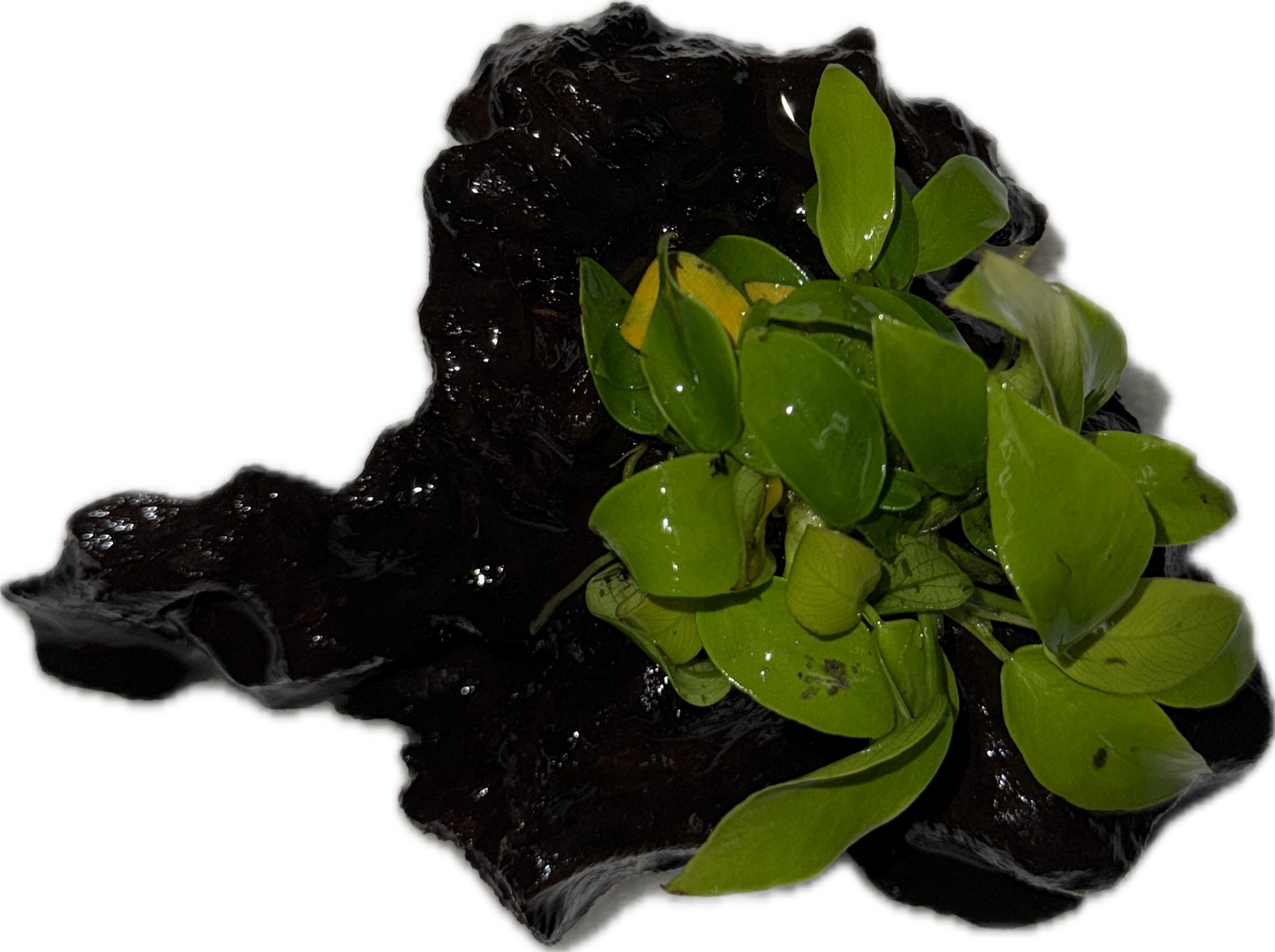 Anubias Sp Plant on Wood